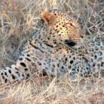 safari in una riserva privata in Sudafrica