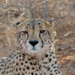 safari in una riserva privata in Sudafrica