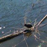 Lago di Como birdwatching