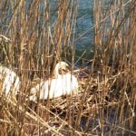 Lago di Como birdwatching