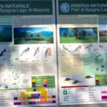 Lago di Como birdwatching