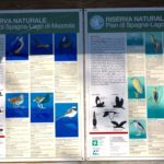 Lago di Como birdwatching