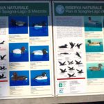 Lago di Como birdwatching