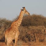 safari in una riserva privata in Sudafrica