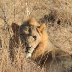 safari in una riserva privata in Sudafrica