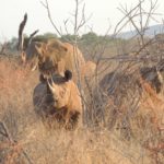 safari in una riserva privata in Sudafrica
