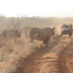 safari in una riserva privata in Sudafrica