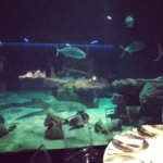 genova acquario